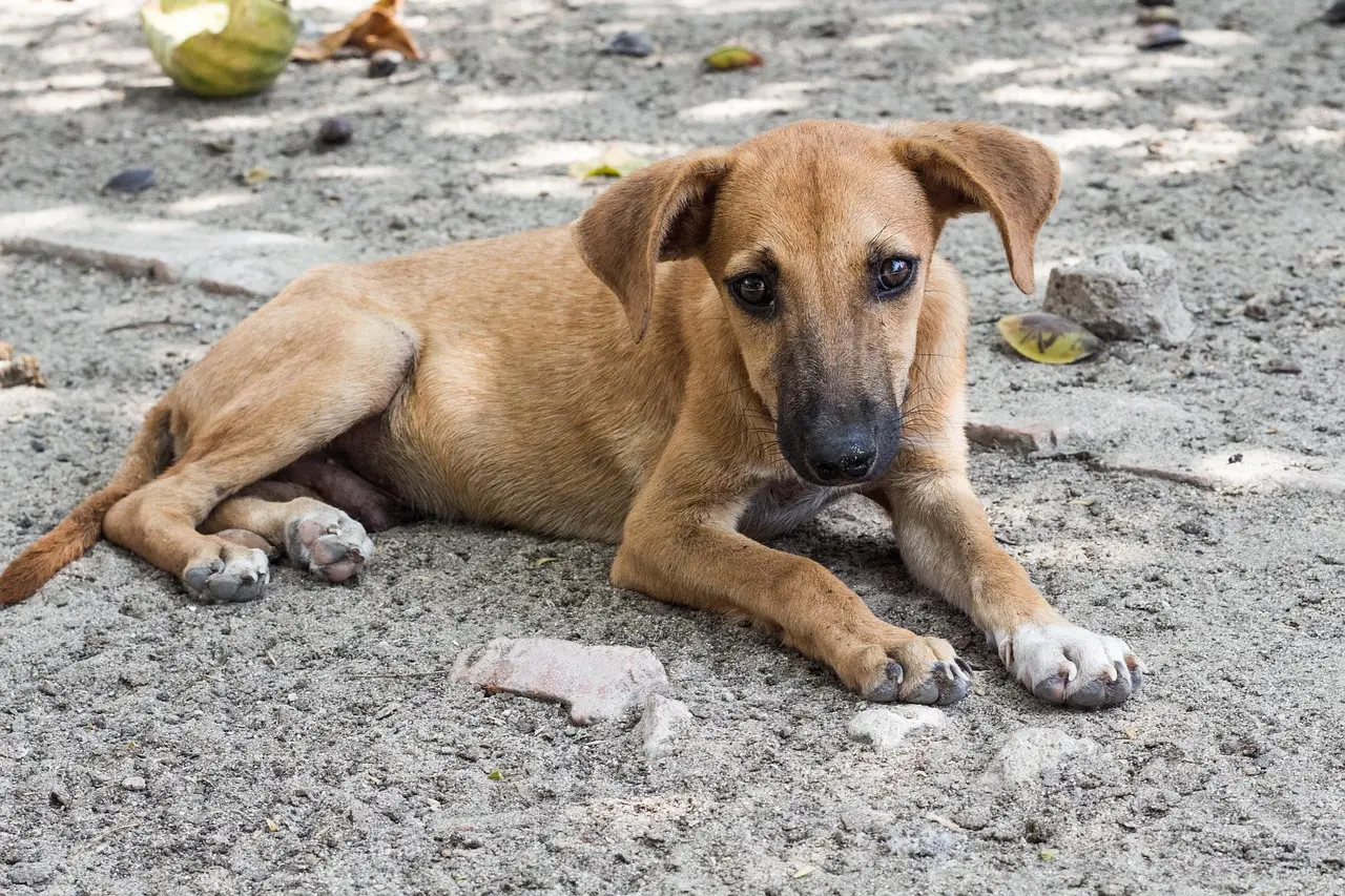 dog, animal, pet, homeless, sad, street dog, canine