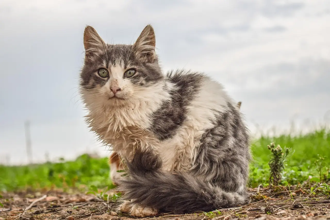 cat, pet, animal, homeless, nature, mammal, cute, stray, looking, sitting
