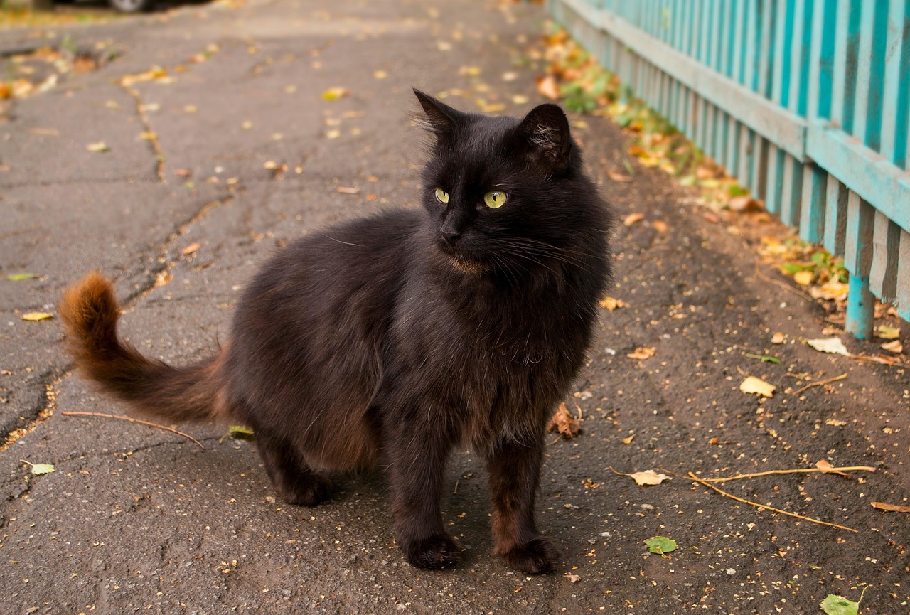 cat, black, autumn, pet, animal, street, homeless