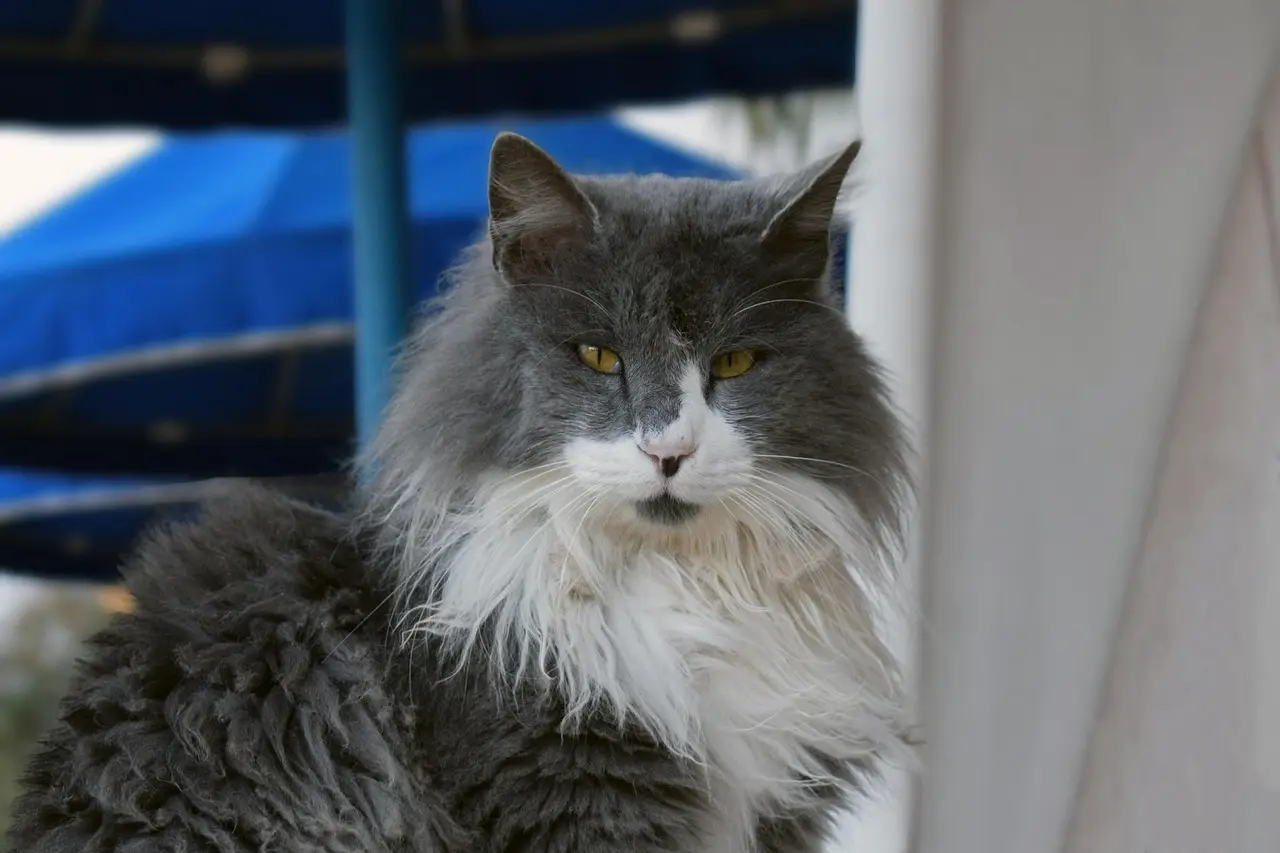 cat, kitten, nature, pet, homeless, outdoor, animal, portrait