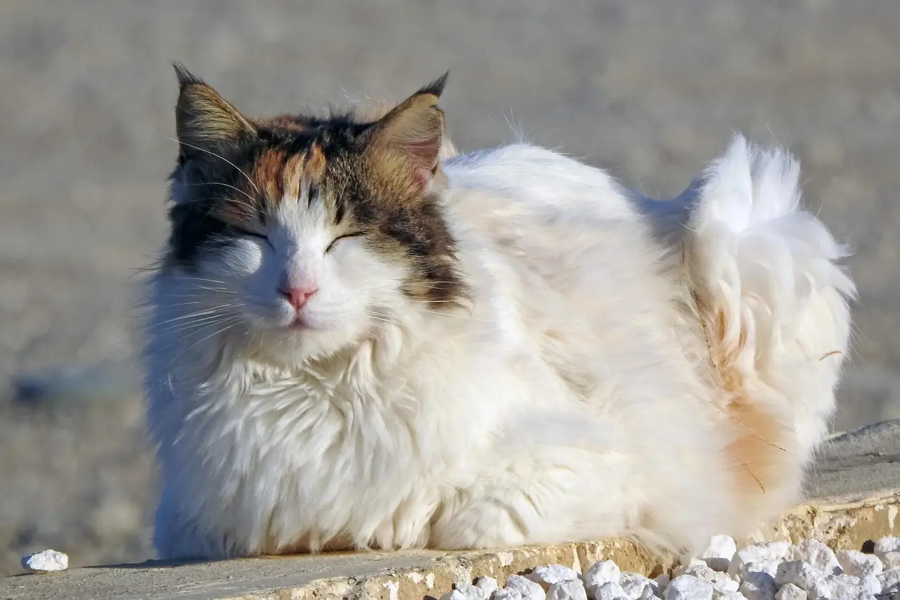 cat, animal, nature, cute, outdoors, pet, stray, homeless
