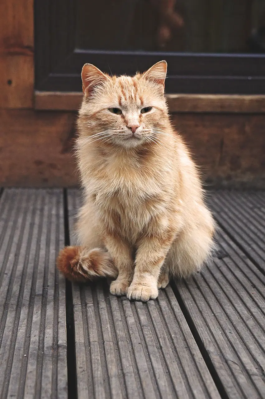 cat, nature, animal, outdoors, stray cat, feline, pet, homeless cat